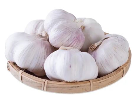 Garlic